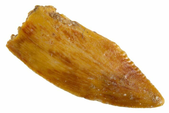 Serrated Raptor Tooth - Real Dinosaur Tooth #305499